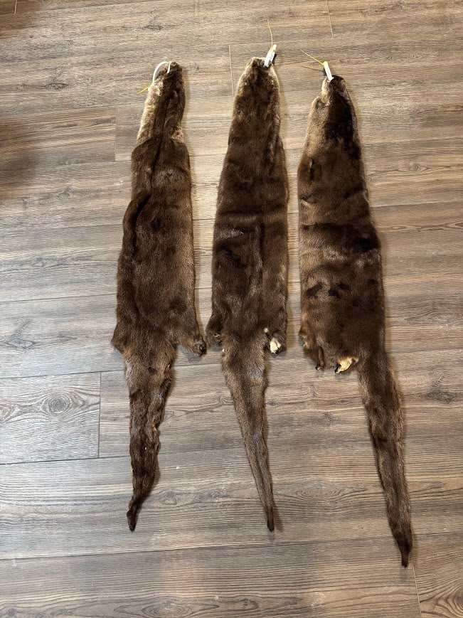 Otter: Grade 2