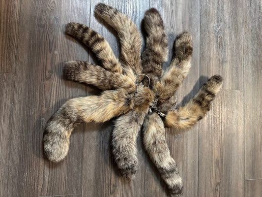 Asian Cat Tails